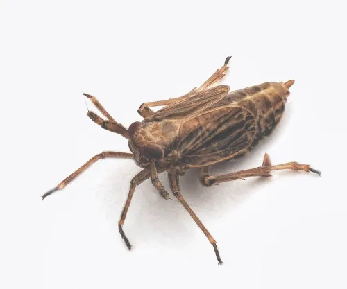 Delphax pulchellus - photo 2