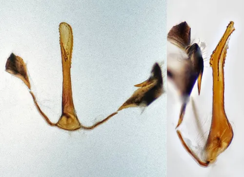 Delphax pulchellus - photo 3