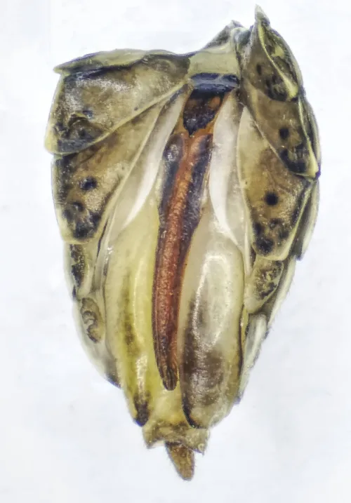 Delphax pulchellus - photo 4