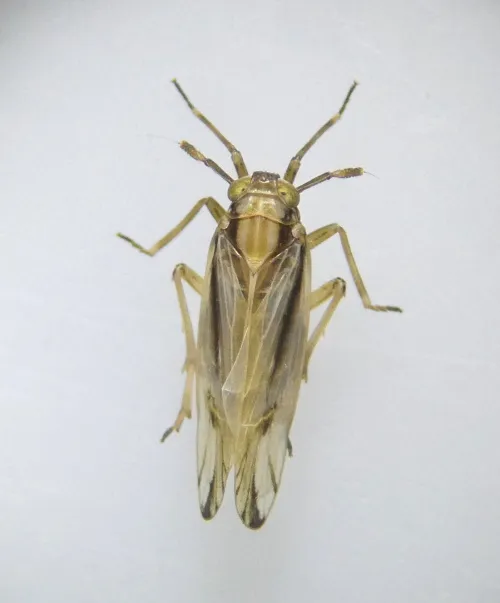 Delphax pulchellus - photo 5