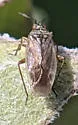 Delphiphylus affiguratus - photo 2