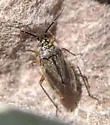 Delphiphylus affiguratus - photo 3