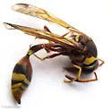 Okinawa Mud Wasp