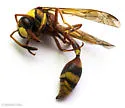Okinawa Mud Wasp - photo 2