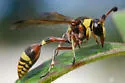 Okinawa Mud Wasp - photo 3