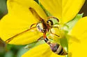 Okinawa Mud Wasp - photo 4