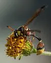 Okinawa Mud Wasp - photo 5
