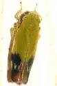 Deltanus bicolor
