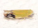 Deltanus bicolor - photo 2