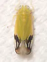 Deltanus bicolor - photo 3