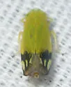 Deltanus bicolor - photo 4