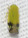 Deltanus bicolor - photo 5