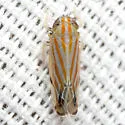 Deltanus texanus - photo 2