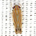 Deltanus texanus - photo 3