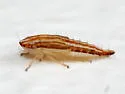 Deltanus texanus - photo 4