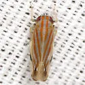 Deltanus texanus - photo 5