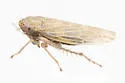 Deltazotus obesus - Deltazotus obesus