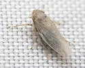 Deltazotus obesus - photo 2
