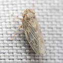 Deltazotus obesus - photo 3