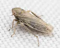 Deltazotus obesus - photo 5