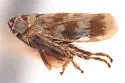 Deltocephalus castoreus - photo 3
