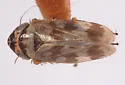 Deltocephalus castoreus - photo 4