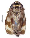 Deltocephalus castoreus - photo 5