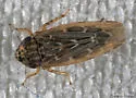 Deltocephalus fuscinervosus