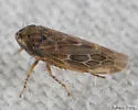 Deltocephalus fuscinervosus - photo 2