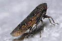 Deltocephalus fuscinervosus - photo 3