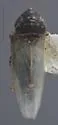 Deltocephalus gnarus - photo 2