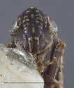 Deltocephalus gnarus - photo 3
