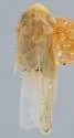 Deltocephalus incisurus - photo 2