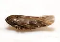 Deltocephalus minutus - photo 2
