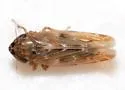 Deltocephalus minutus - photo 3