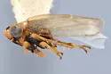 Deltocephalus mystax
