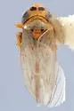 Deltocephalus mystax - photo 2