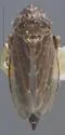 Deltocephalus nigriventer - photo 2