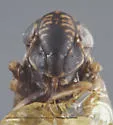 Deltocephalus nigriventer - photo 3