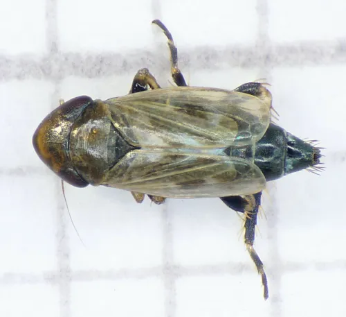 Deltocephalus pulicaris