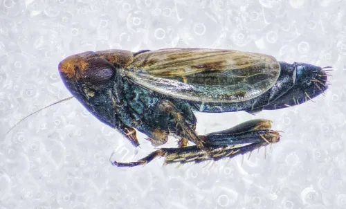 Deltocephalus pulicaris - photo 2