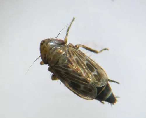 Deltocephalus pulicaris - photo 3