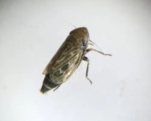 Deltocephalus pulicaris - photo 4