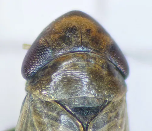 Deltocephalus pulicaris - photo 5