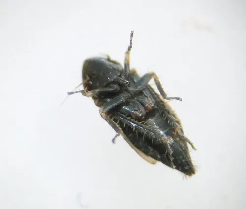 Deltocephalus pulicaris - photo 6