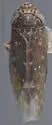 Deltocephalus vanfus - photo 2