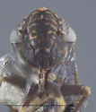 Deltocephalus vanfus - photo 3