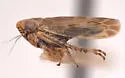 Deltocephalus zephyrius