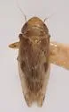 Deltocephalus zephyrius - photo 2