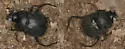 Humpback Dung Beetle - Deltochilum gibbosum